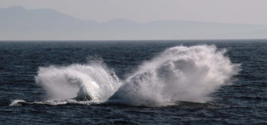 Humpback whale Freycinet Tasmania