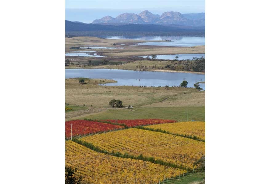 Wine region Tasmania